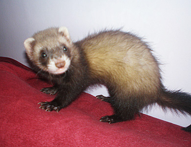 Sable negro